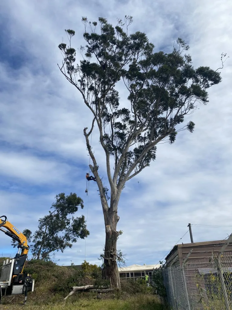 Treecycling team removing a large tree in Wollongong