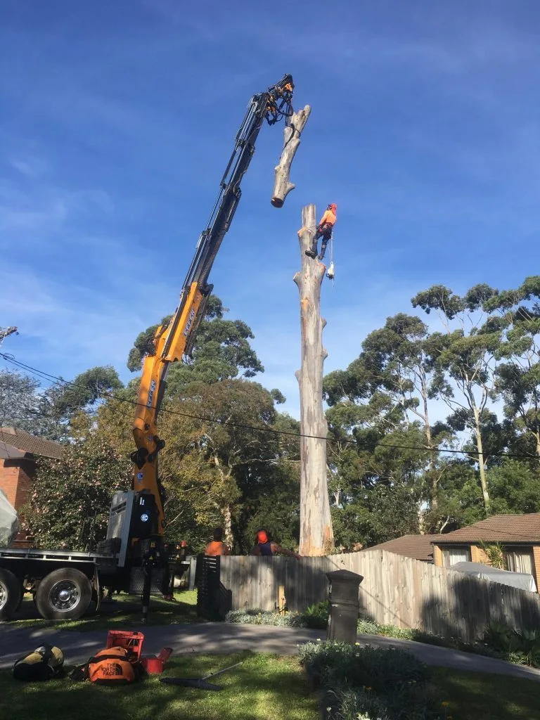 Arborist in Wollongong pruning a tree