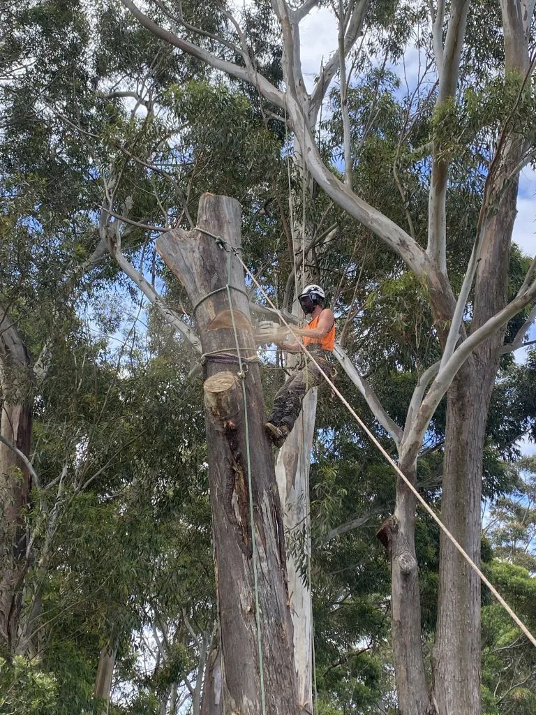 Treecycling team removing a large tree in Wollongong